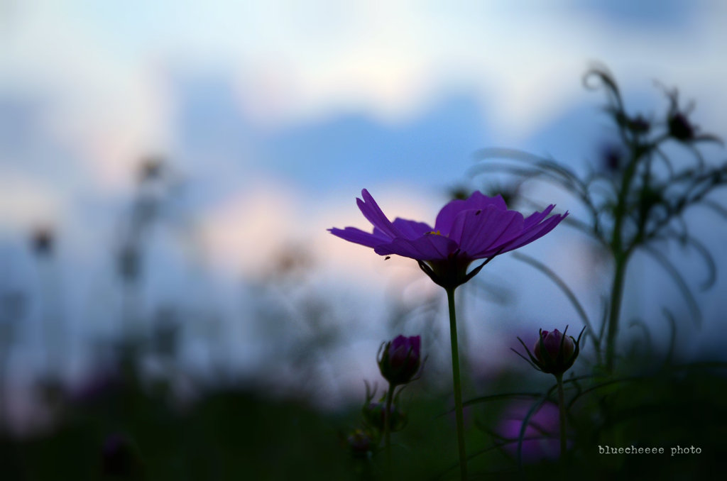 夕暮れコスモス　２０１２