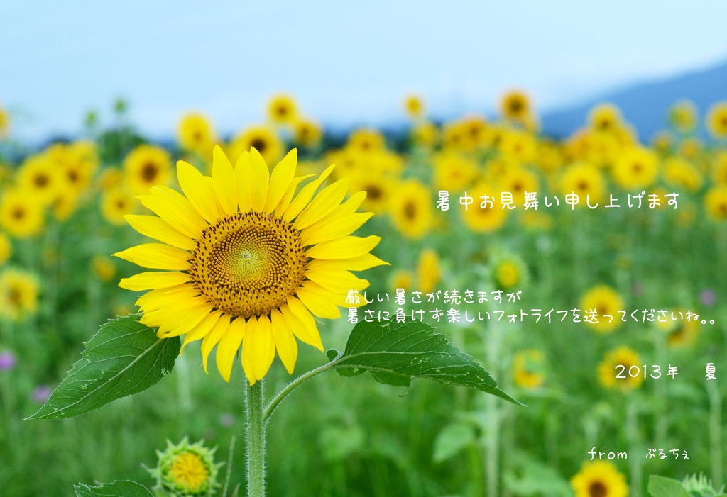 暑中見舞い申しあげます～