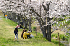 鹿化川　千本桜