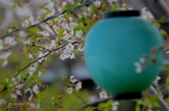なごり桜