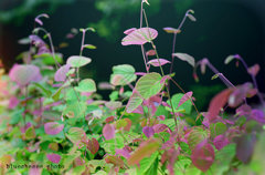 heart leaves