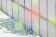 見えない花　light　anｄ　shadow