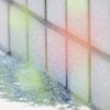 見えない花　light　anｄ　shadow