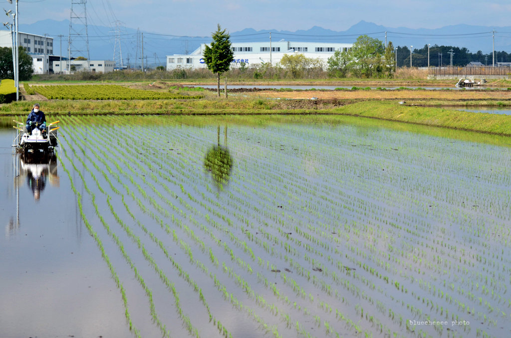 田植え