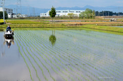 田植え