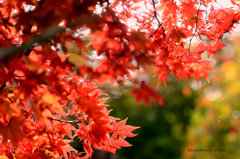 紅もみじ