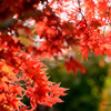 紅もみじ