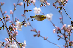 桜遊泳