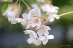 桜ふわり