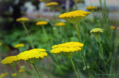  Fernleaf Yarrow