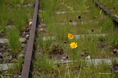 花咲く線路