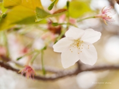 御室桜