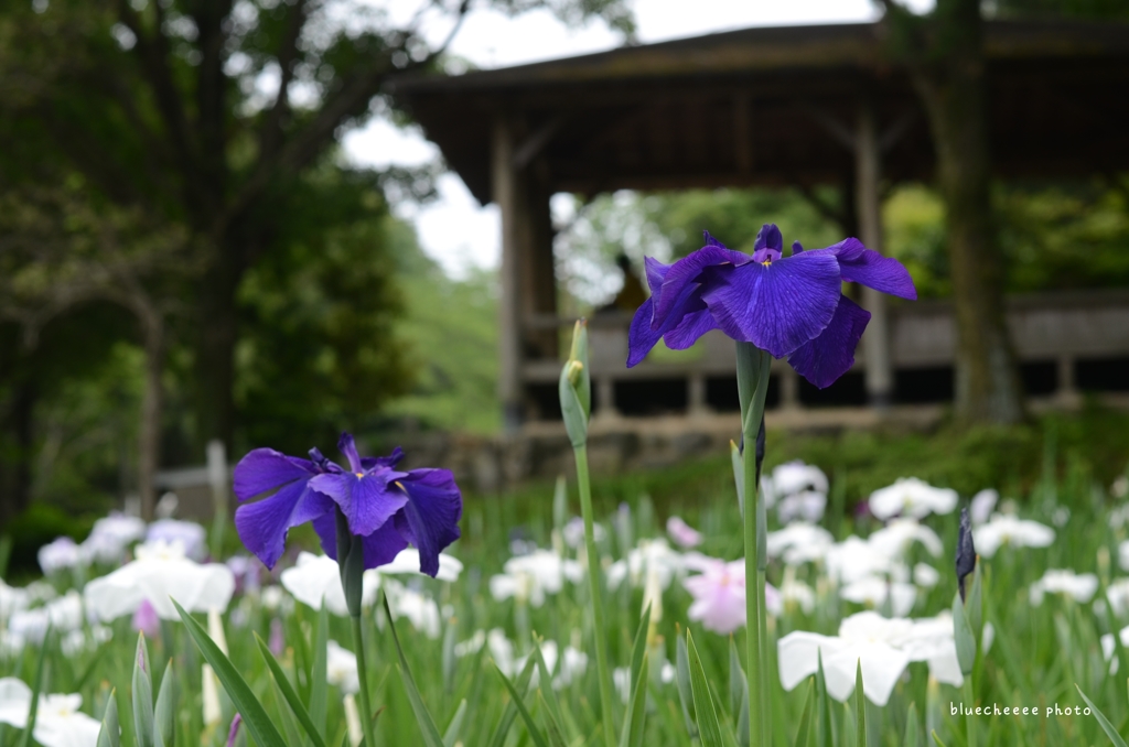 花菖蒲　と東屋