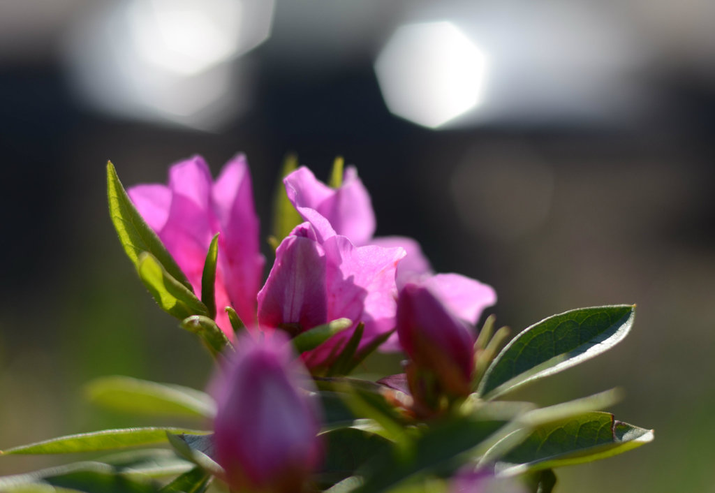 morning glow