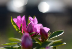 morning glow