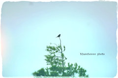 bird on the tree