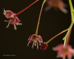 ちっちゃな花