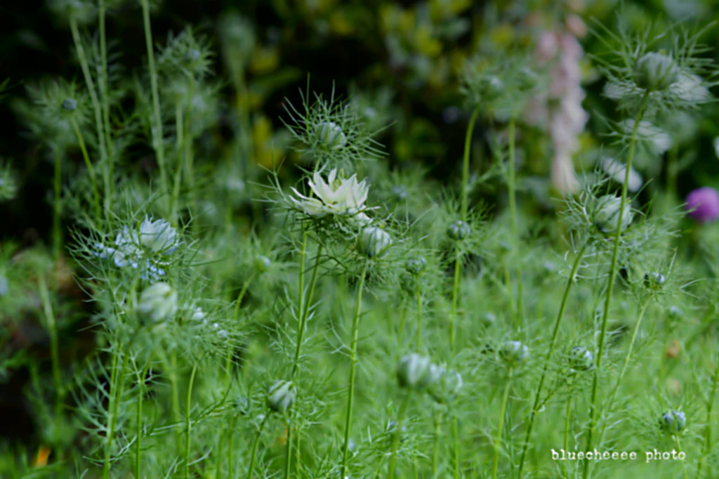 nigella garden