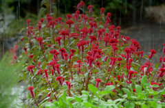 cockscomb in the rain
