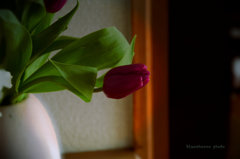 tulip