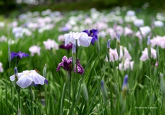 花菖蒲とセセリン