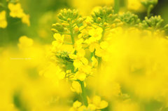 菜花