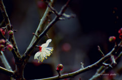 ひとひらの花　