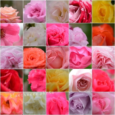 Roses 