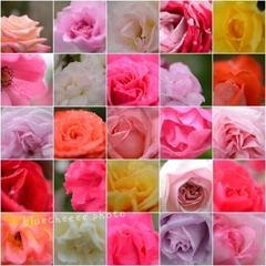 Roses 