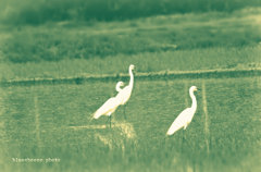 trio