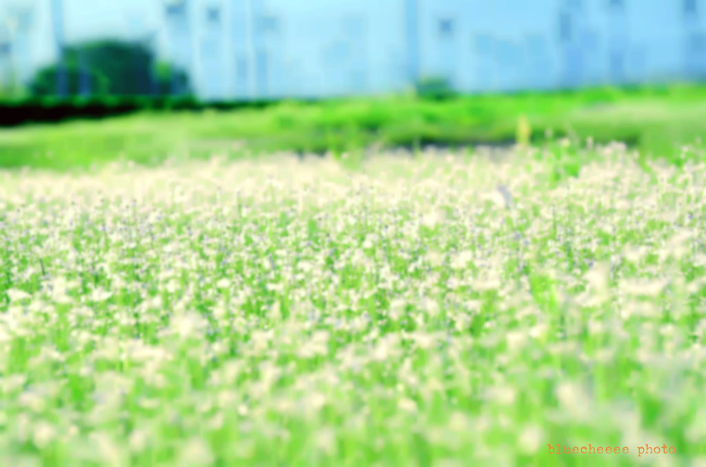 wild　flowers