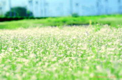 wild　flowers