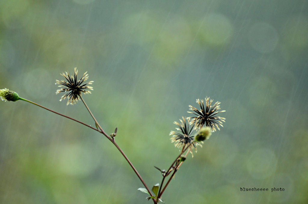 in the rain ☂