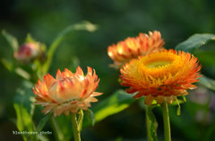 everlasting flower
