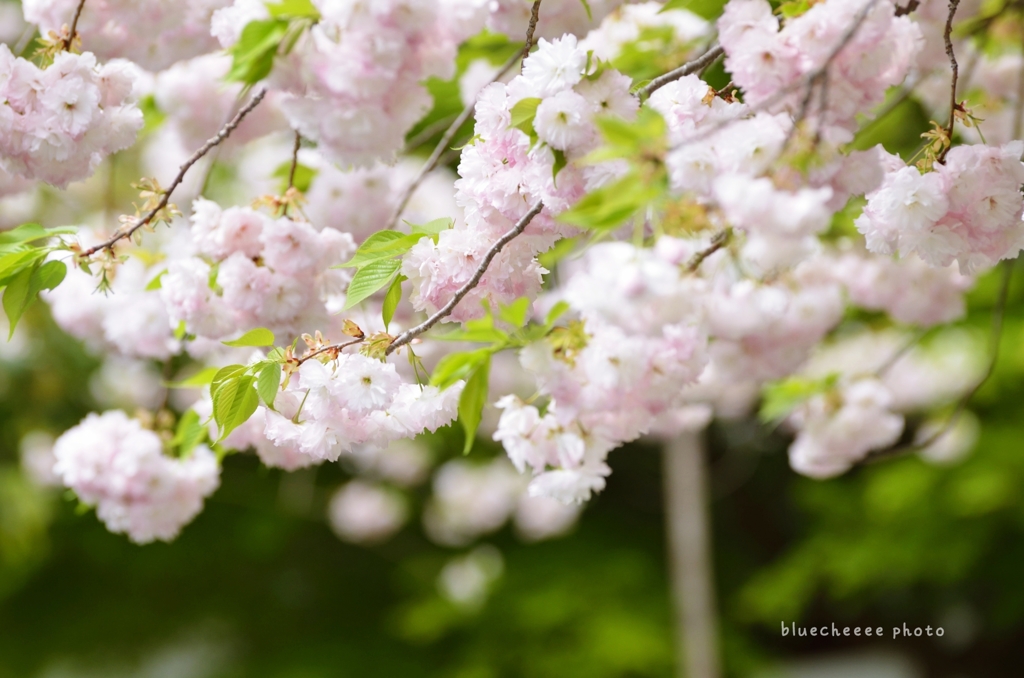 八重の桜＠竜安寺