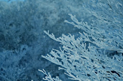 樹氷　