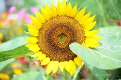 bloom!