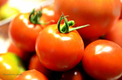 tomato tomato tomato