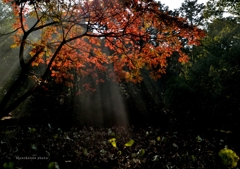 ｓｈｉｎｉｎｇ