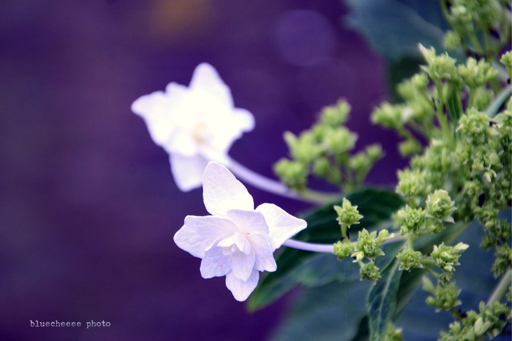 我が家の花火　（墨田の花火）