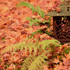 散り紅葉