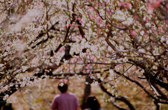 ａｒｃｈｅ　ｏｆ　ｐｌｕｍ　ｂｌｏｓｓｏｍｓ
