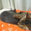猫団子