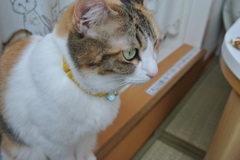 きりっ