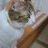 きりっ