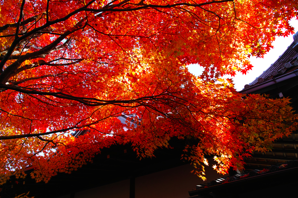 紅葉の侵食