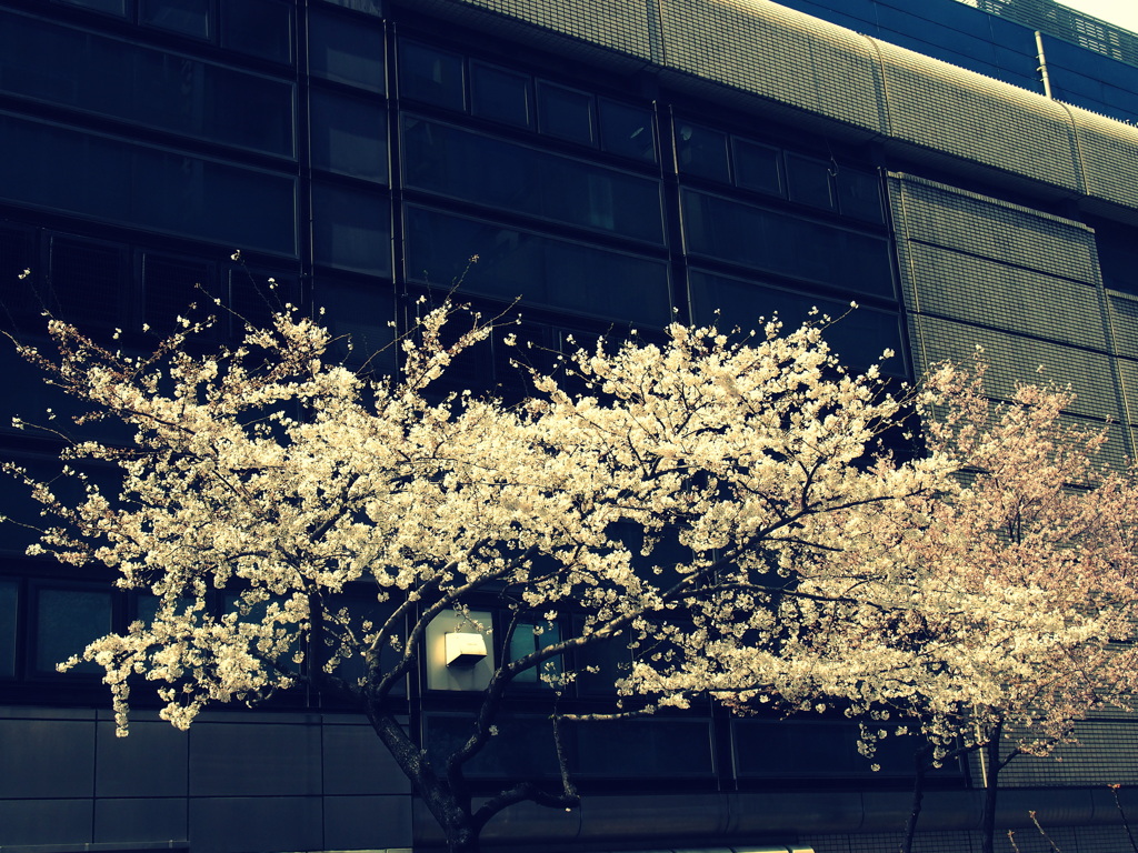 桜とビル