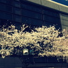 桜とビル