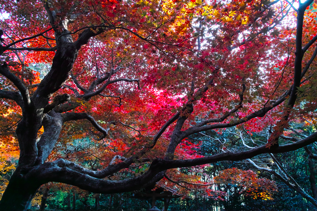 Fascinating KYOTO