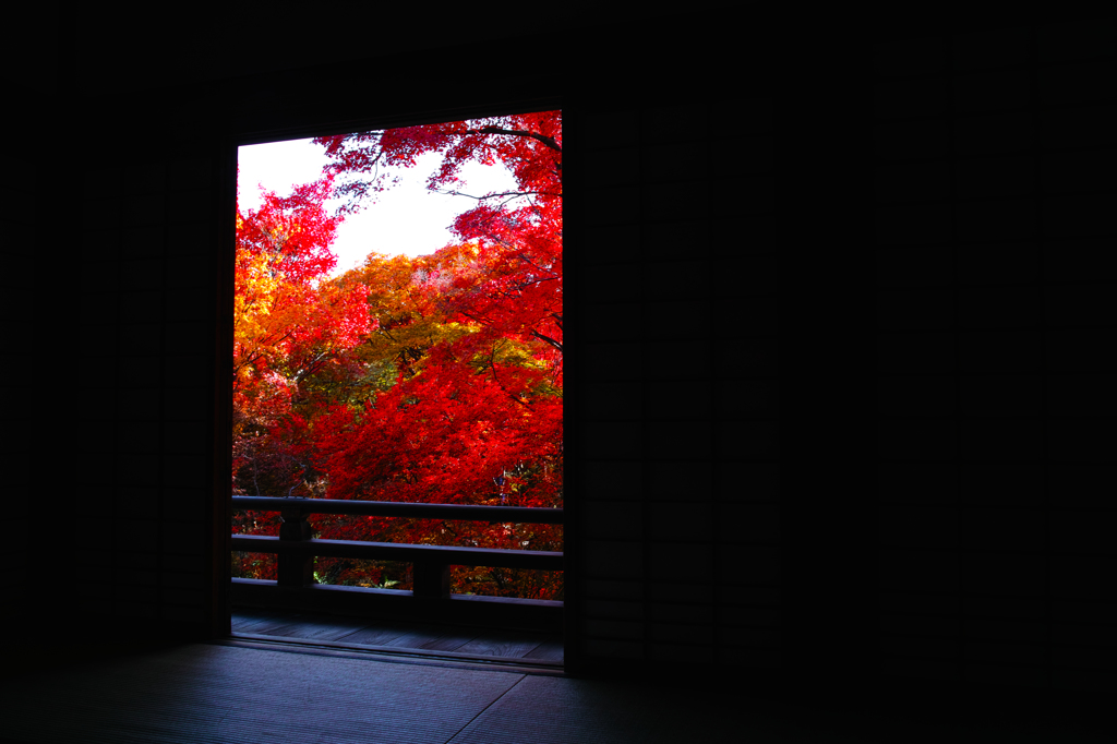 切り取り紅葉